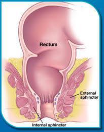 anatomical drawing of rectum